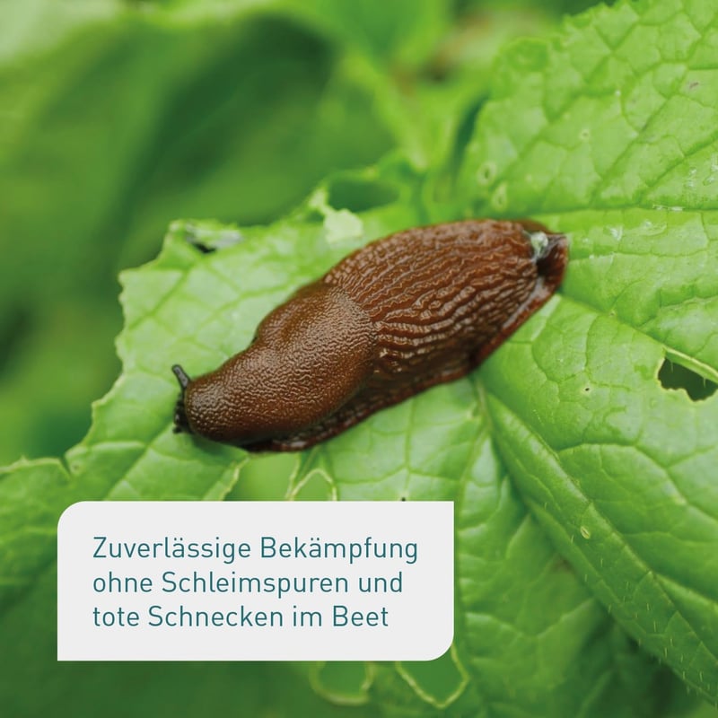 Plantura Bio-Schneckenkorn, hochwirksam für Obst und Gemüse, 350 g