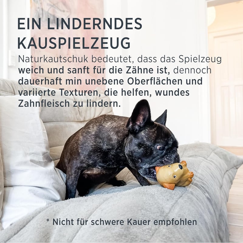 Hundekauspielzeug aus Naturkautschuk für Französische Bulldoggen – lindert Zahnfleischschmerzen