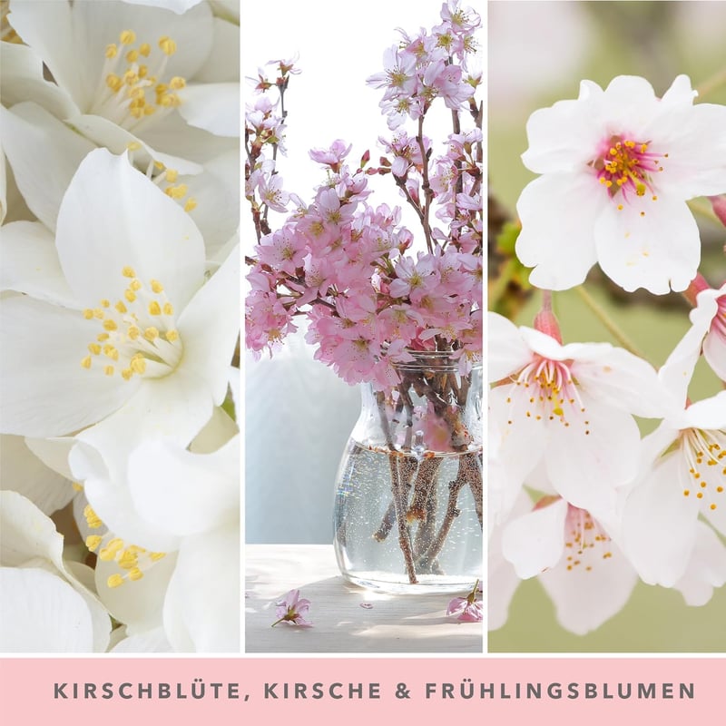 Yankee Candle Duftkerze Cherry Blossom | 150 Stunden Brenndauer | Geschenk für Frauen