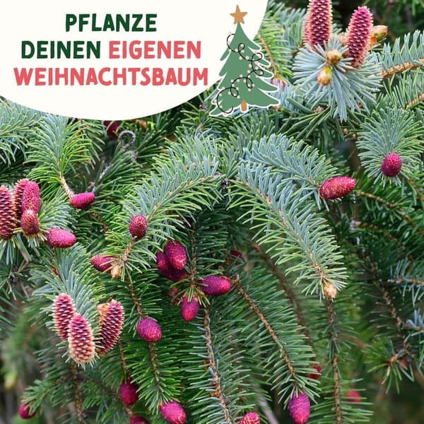 Edeltanne Samen für Weihnachten – Pflanze deinen Baum 2030