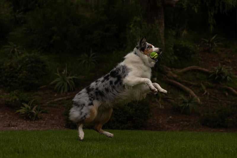 Leuchtender Quietschball für Hunde - Chuckit! Max Glow, Medium 6,5 cm