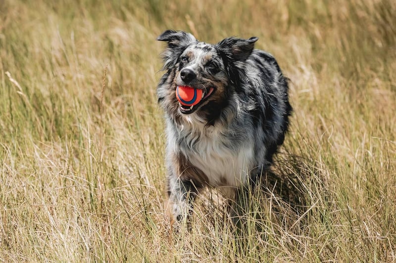 Chuckit! Ultra Ball Medium - 1 Stück, Multicolor Hundespielzeug