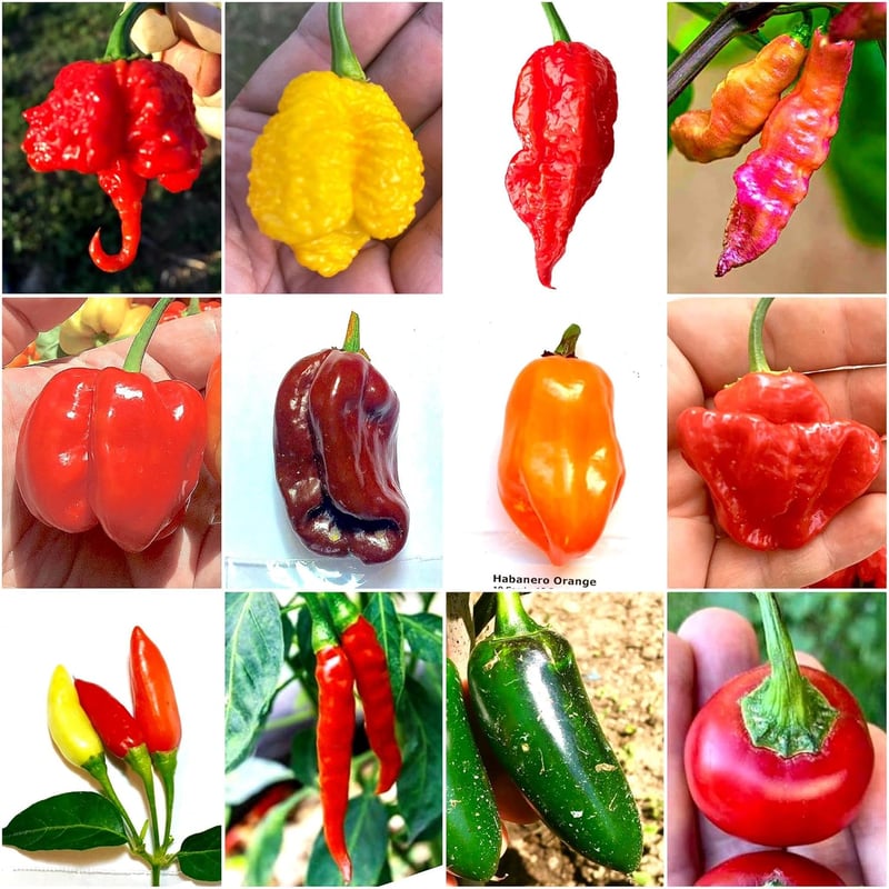 Klassische Chili-Samen-Kollektion: Carolina Reaper & Trinidad Moruga