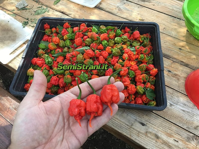 Klassische Chili-Samen-Kollektion: Carolina Reaper & Trinidad Moruga