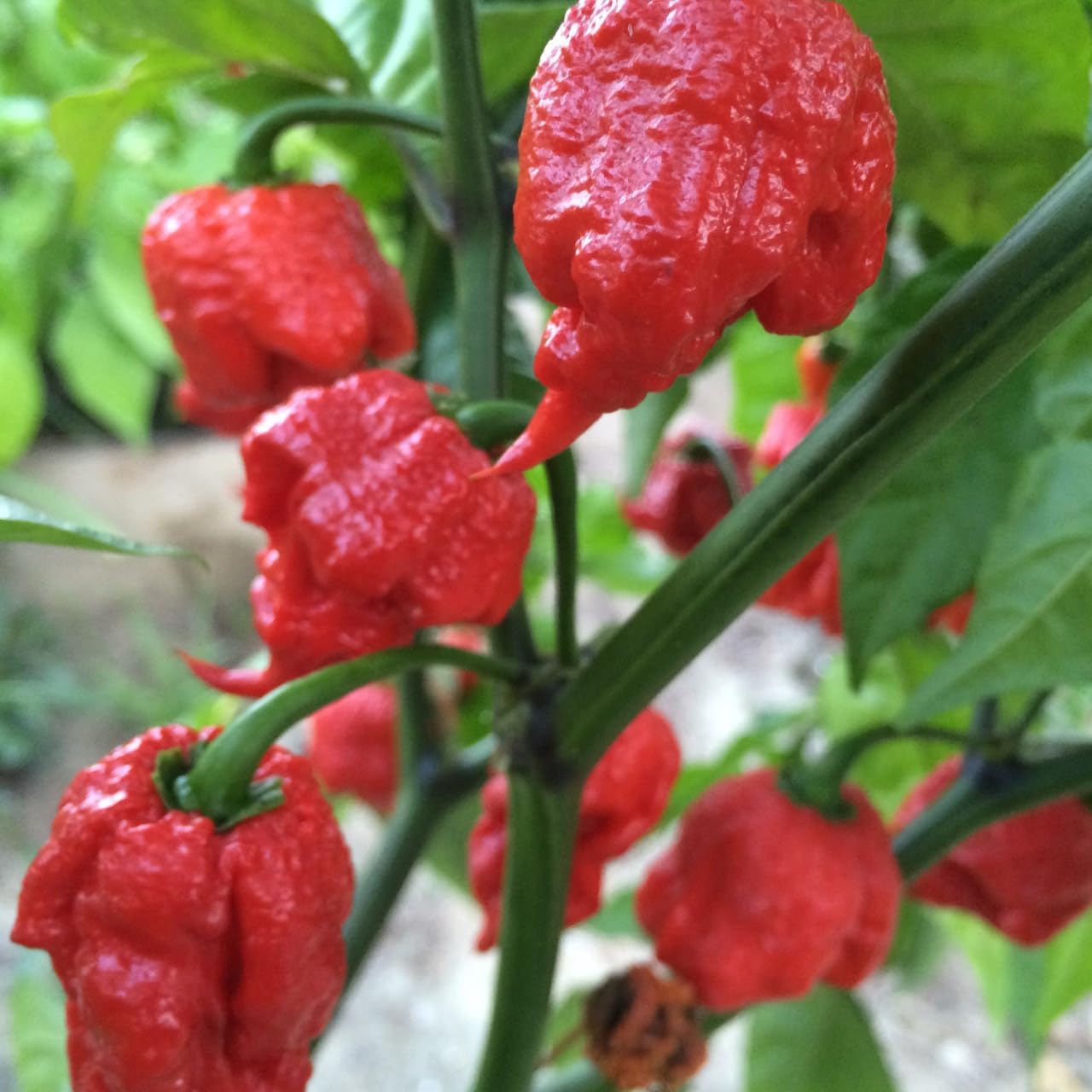 Carolina Reaper Chili Samen – Exotische, superwürzige Pflanze