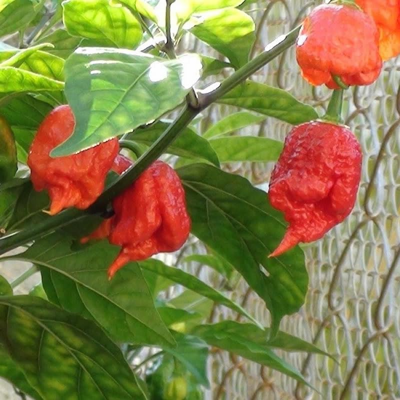 Carolina Reaper Chili Samen – Exotische, superwürzige Pflanze