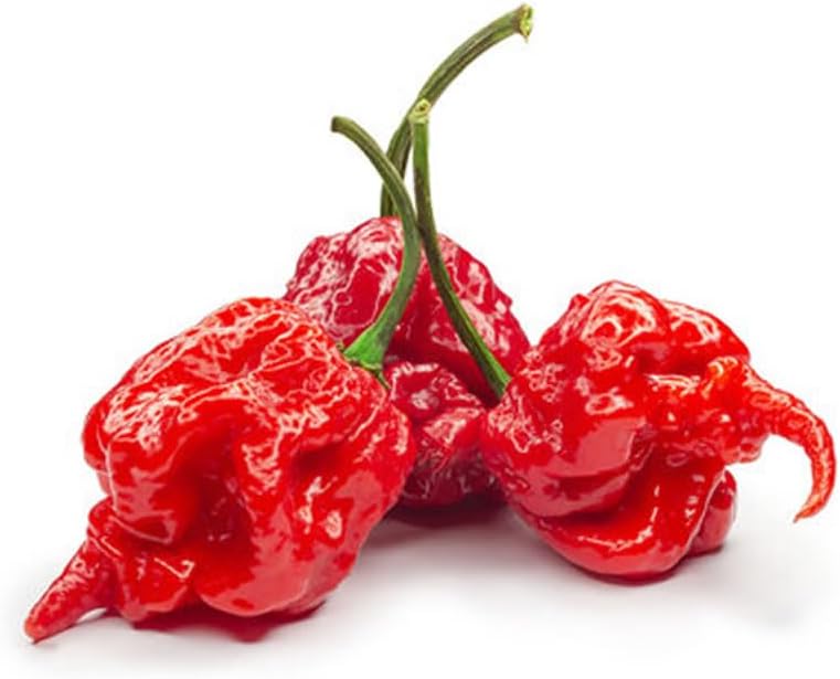 Carolina Reaper Chili Samen – Exotische, superwürzige Pflanze