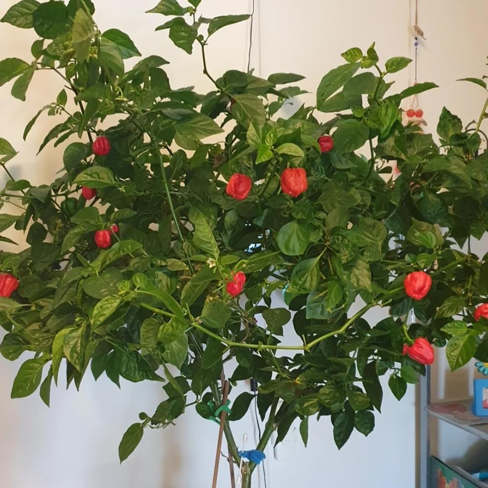 Carolina Reaper Chili-Samen, winterhart, bio, 50 Stück