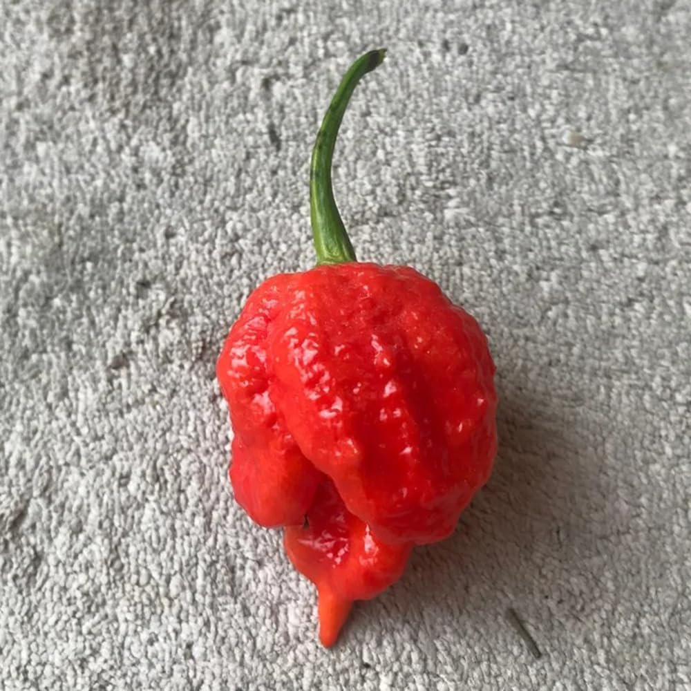 Carolina Reaper Chili-Samen, winterhart, bio, 50 Stück