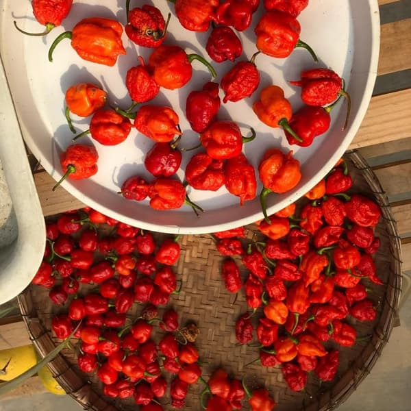 Carolina Reaper Chili-Samen, winterhart, bio, 50 Stück