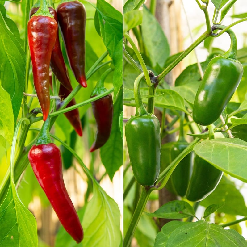 Chili Samen Set: 8 Sorten für Garten und Balkon – Mild & scharf