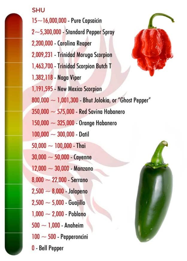 Carolina Reaper Chili-Samen von Rocalba