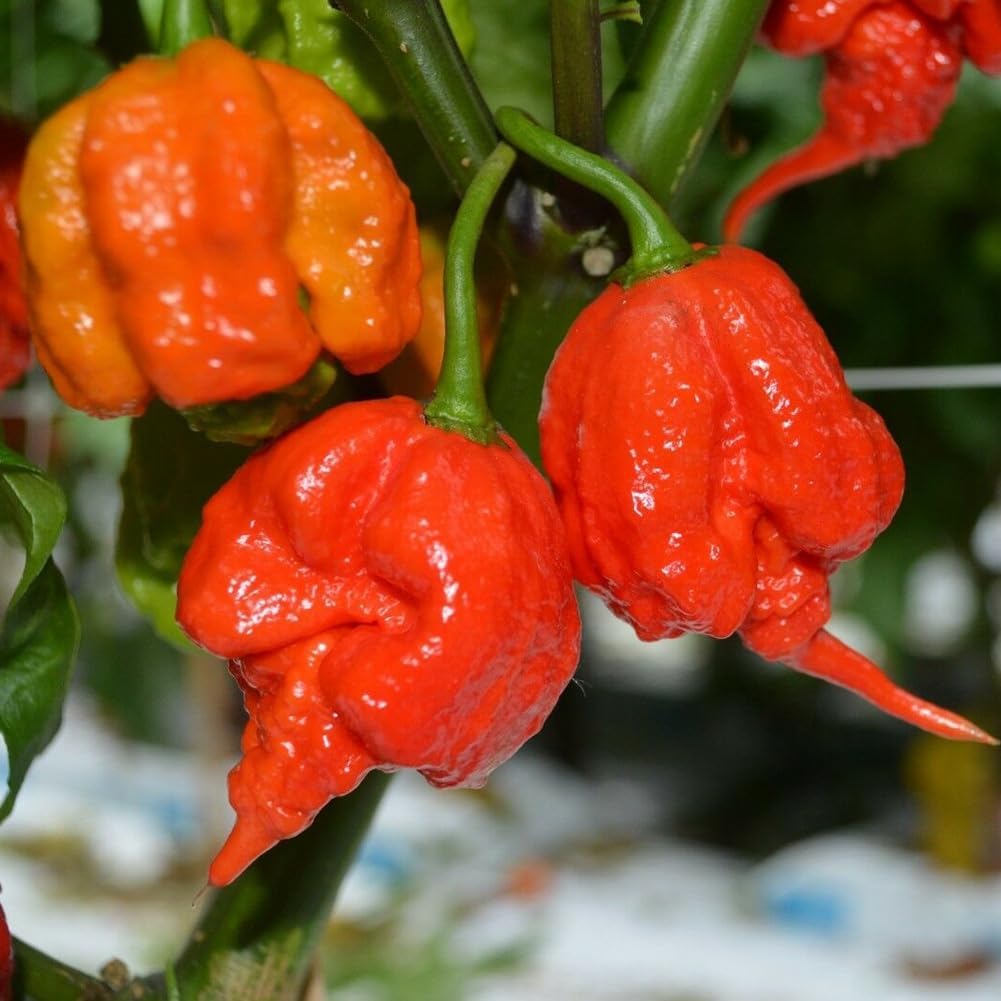 Carolina Reaper Chili Samen für Hydrokultur, 200 Stück