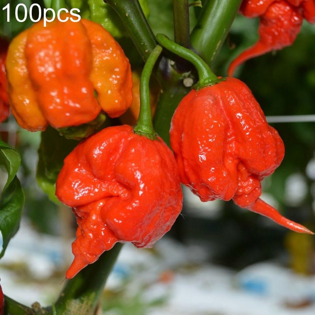 Carolina Reaper Chili Samen für Hydrokultur, 200 Stück