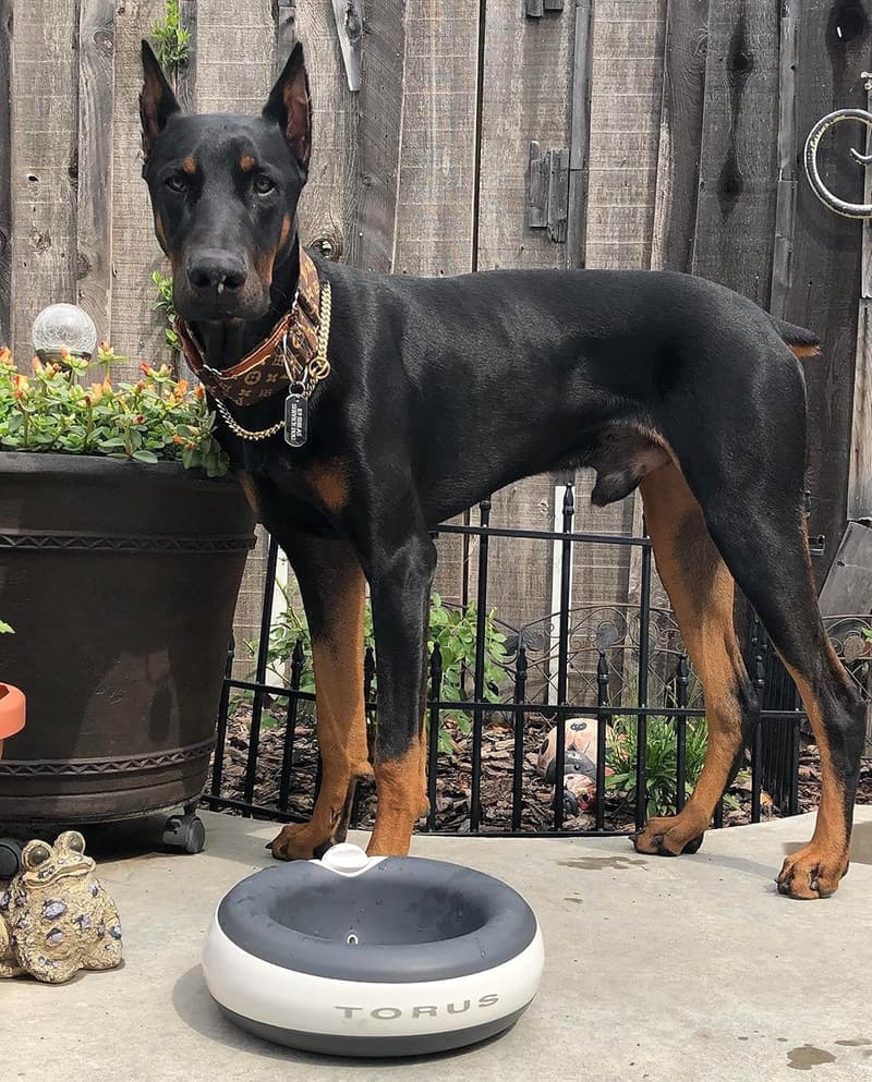 Torus Pet Maxi Wassernapf mit Holzkohle – 2L, Antimikrobiell, BPA-frei