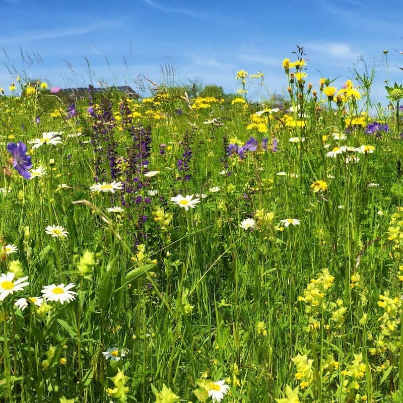 Wildblumenmatte mit Blumensamen, 100% biologisch abbaubar, 0,4 m x 12,5 m