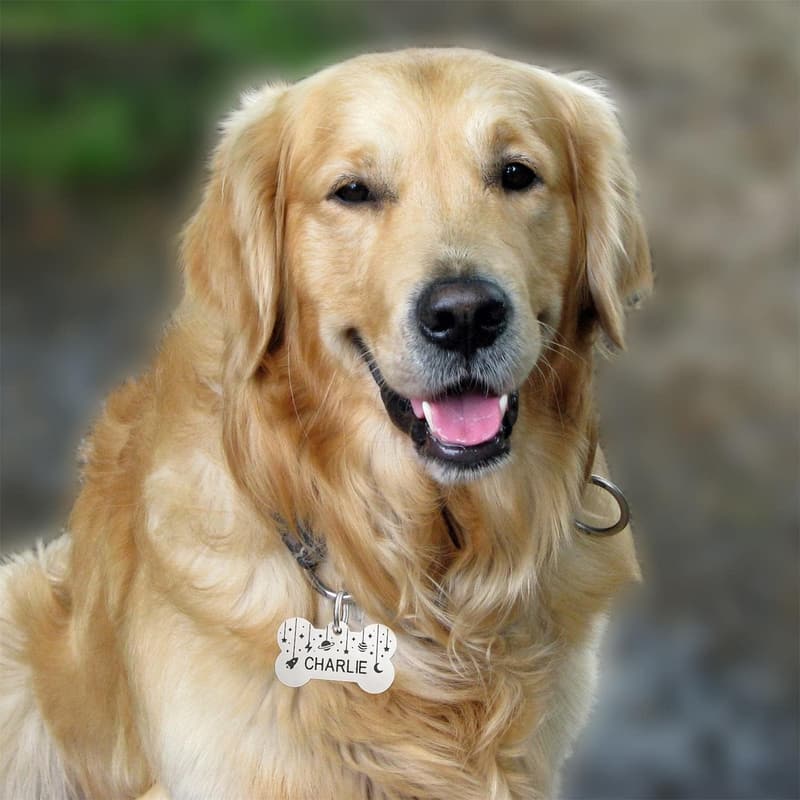 Personalisierte Edelstahl-Haustiermarken für Hunde und Katzen