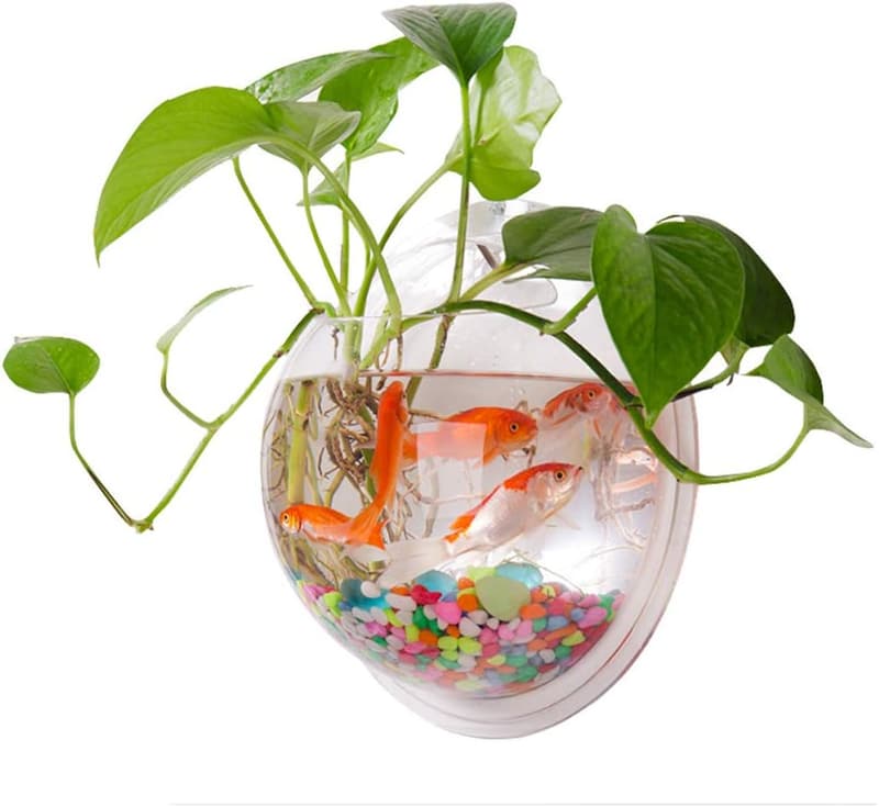Dekorativer Wandbehänge-Aquarium für Hydrokultur-Luftpflanzen