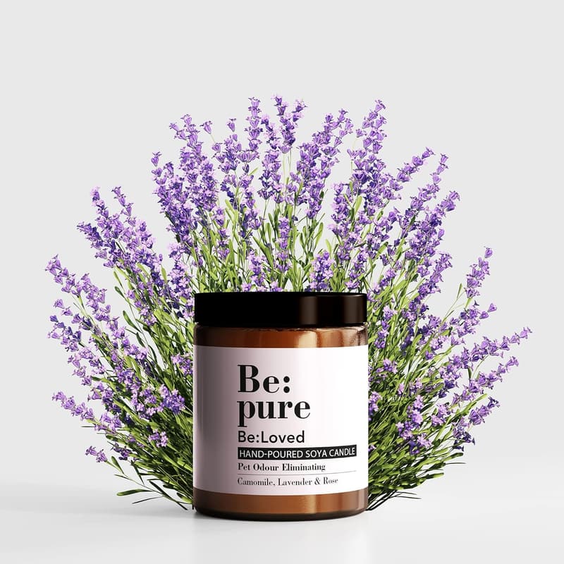 Lavendel Duftkerze aus Soja und Bienenwachs für Haustiergerüche