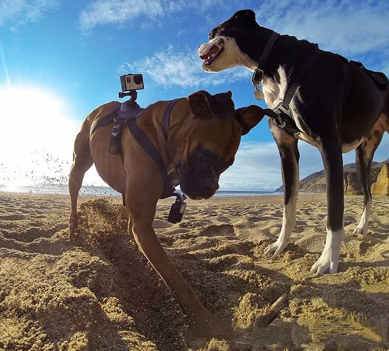 Weiches, verstellbares Hundegeschirr für GoPro - für alle Hunderassen