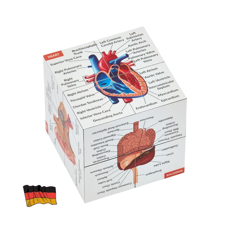 Anatomie Studienwürfel für Medizinstudenten – 9 Teile des menschlichen Körpers