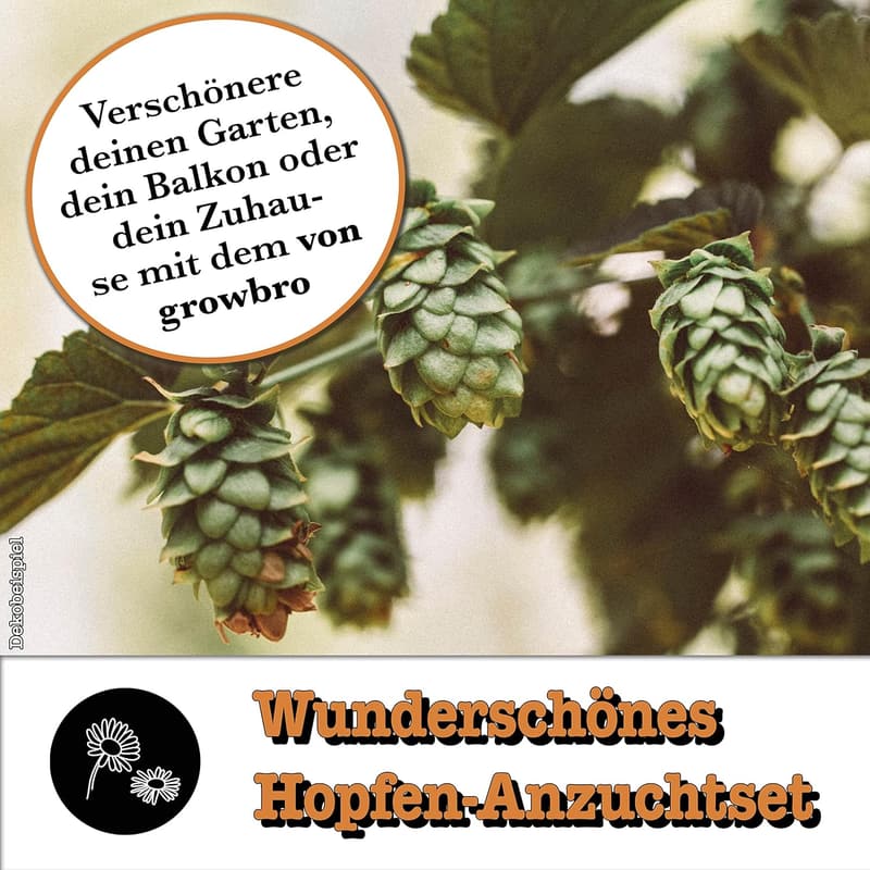 Hopfen Anzuchtset für Männer – Dein Weg zum eigenen Bier