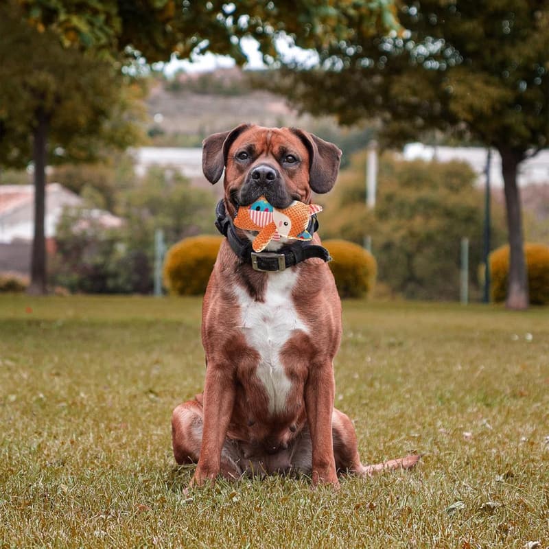 Plüsch-Hundespielzeug mit Quietschfunktion für mittelgroße Hunde