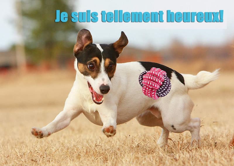 Interaktives Hundespielzeugset aus Baumwolle für kleine und mittlere Hunde, 10 Stück