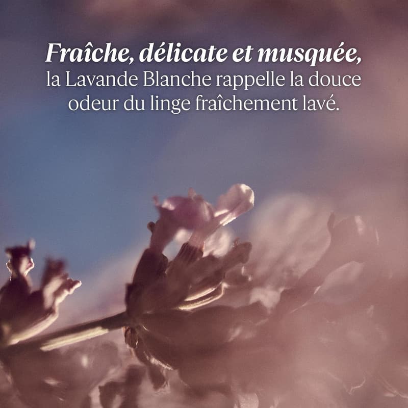 L'OCCITANE Kerze Weißer Lavendel 180 g – Made in France