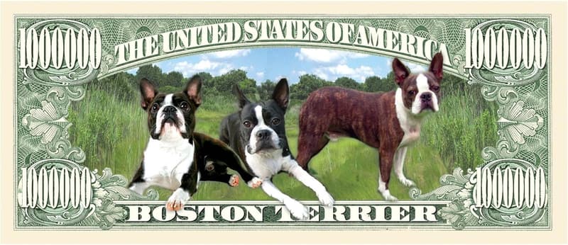 Boston Terrier Million Dollar Bill - 5er Set für Boston Terrier Liebhaber
