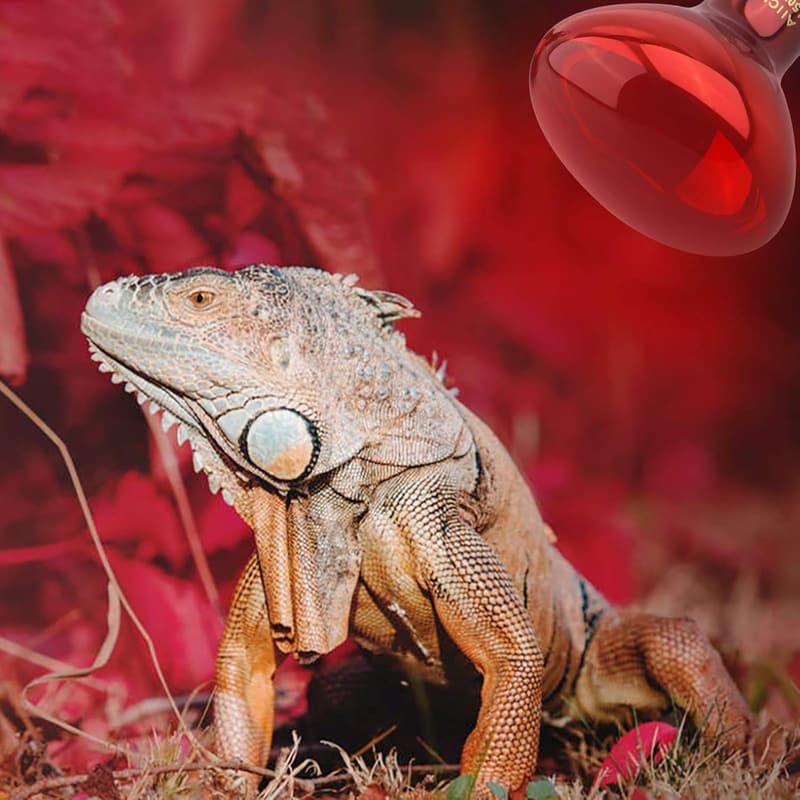 AIICIOO 150W Infrarot-Wärmelampe für Reptilien im 2er-Pack