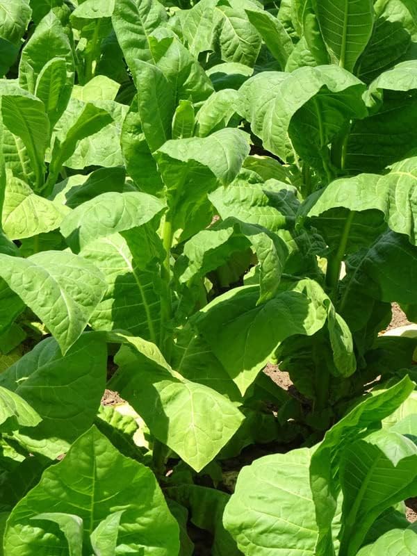 Rote Zigarren-Tabak-Samen (Nicotiana tabacum) - 500 Stück