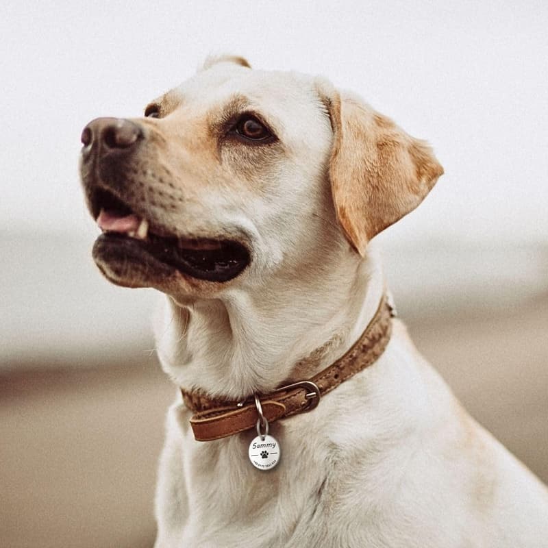 Personalisierte Edelstahl-Hundemarke mit Gravur – 23 mm, Silber