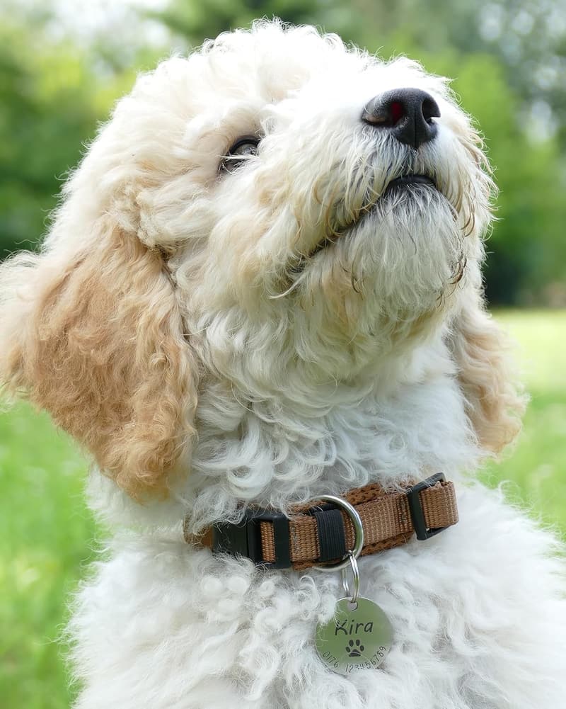 Personalisierte Hundemarke mit Gravur und Symbolauswahl - 23mm