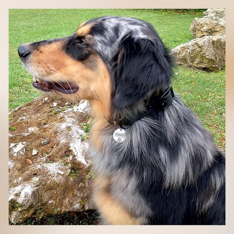 Personalisierte Edelstahl-Hundemarke mit Gravur – 25mm oder 30mm