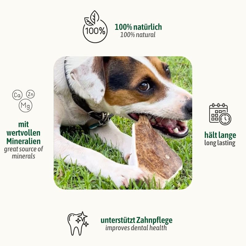 Echtes Damwild Hirschgeweih Kauspielzeug für Hunde XL