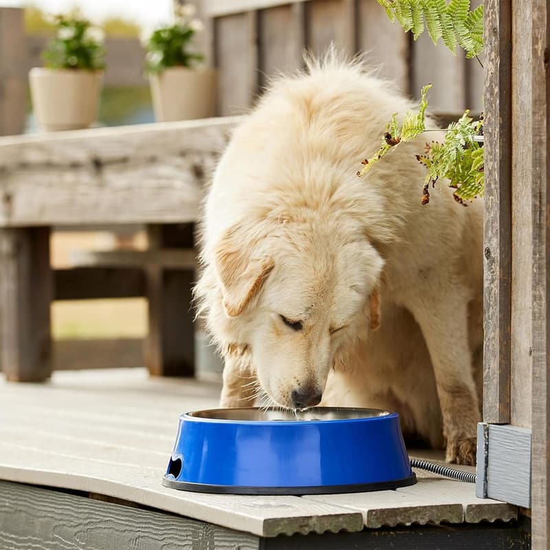 Heated Electric Pet Water Bowl with Stainless Steel Insert