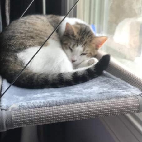 Window Cat Hammock Perch – Space-Saving Beige Bed for Large Cats