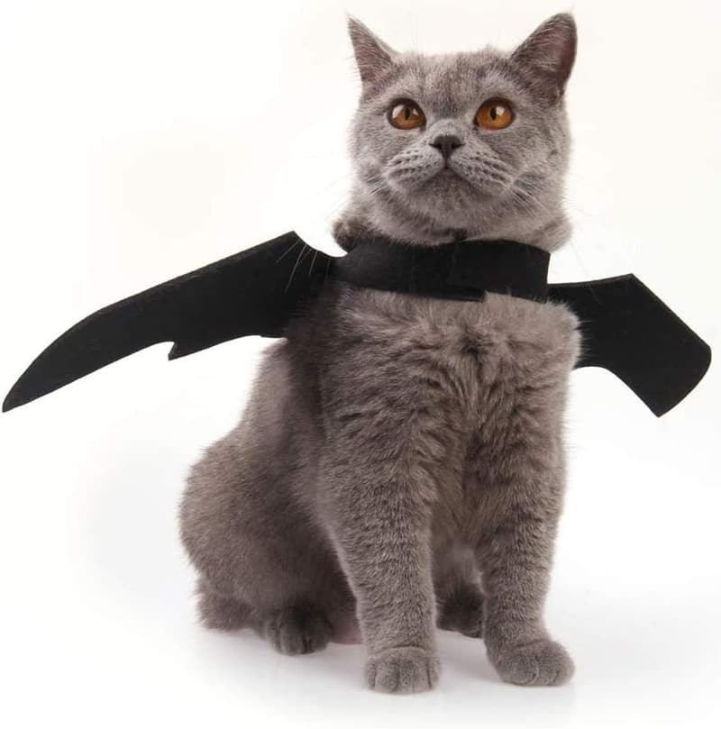 Halloween Cat Costume with Bat Wings for Small Pets