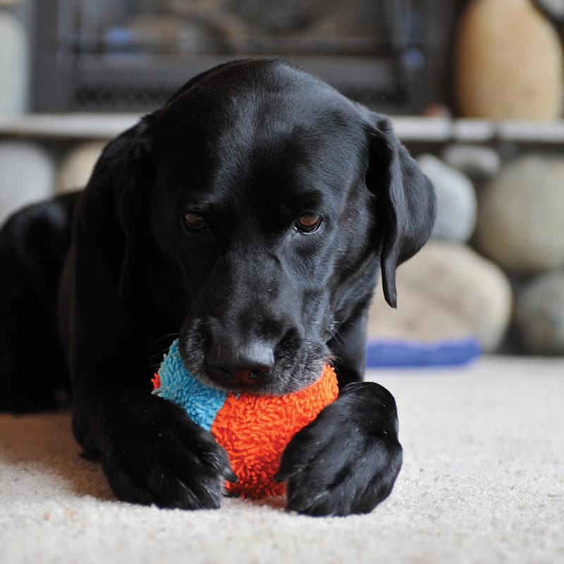 Indoor Fetch Shaker Dog Toy - Interactive 7.75 Inch, Orange/Blue