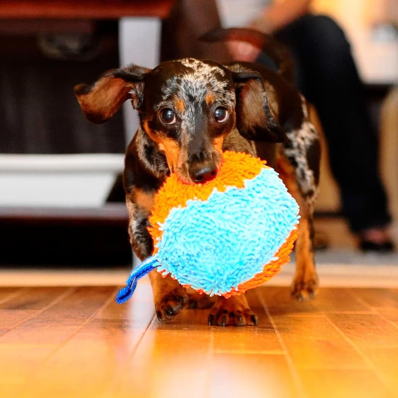Indoor Fetch Shaker Dog Toy - Interactive 7.75 Inch, Orange/Blue