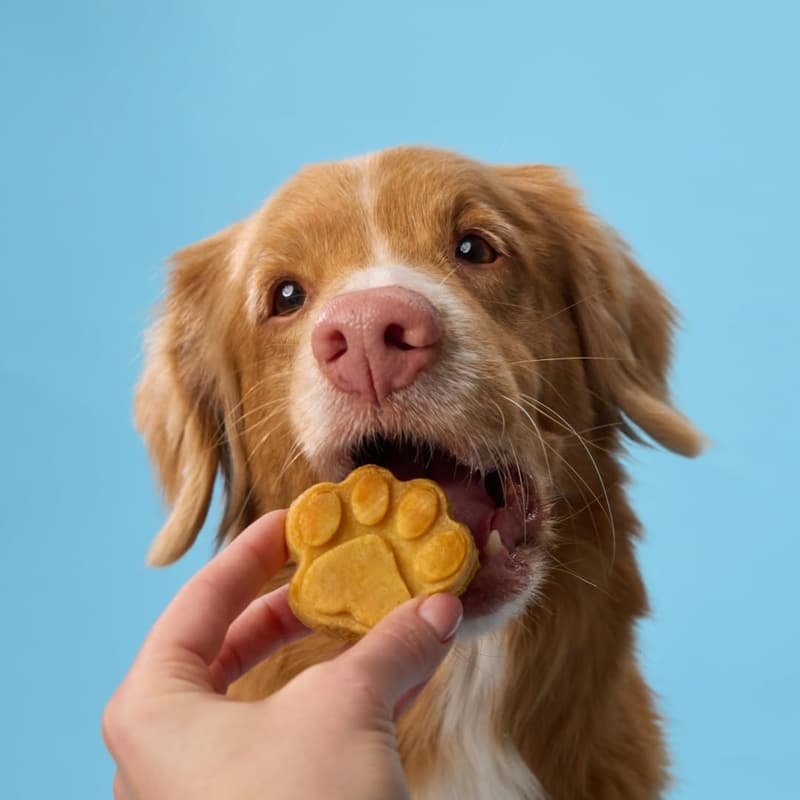 Dog Treats Silicone Molds Set with Healthy Recipes