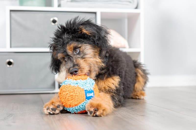 Interactive Indoor Fetch Ball Dog Toy - 4.75 Inch, Orange and Blue