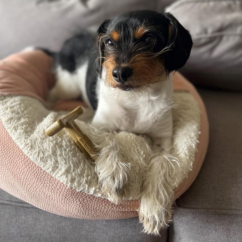 Durable Bamboo & Nylon Dog Chew Toy for Aggressive Chewers