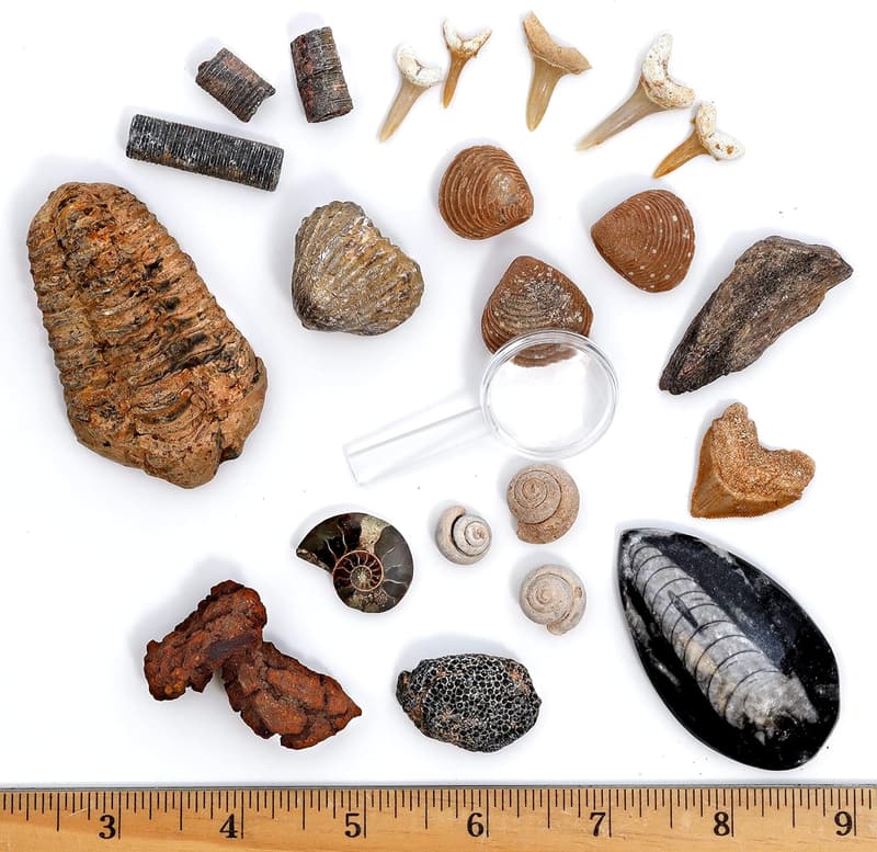 Dancing Bear Fossil Collection Kit with ID Book - STEM Set