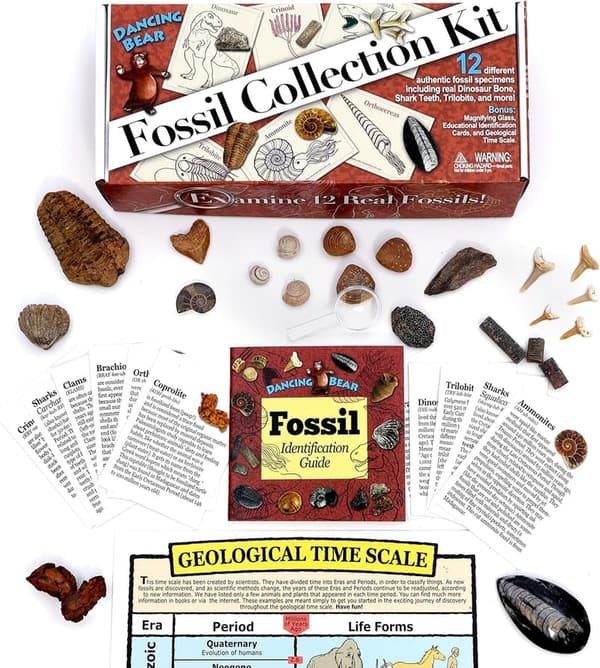 Dancing Bear Fossil Collection Kit with ID Book - STEM Set