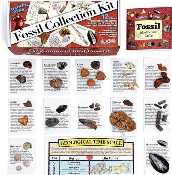 Dancing Bear Fossil Collection Kit with ID Book - STEM Set