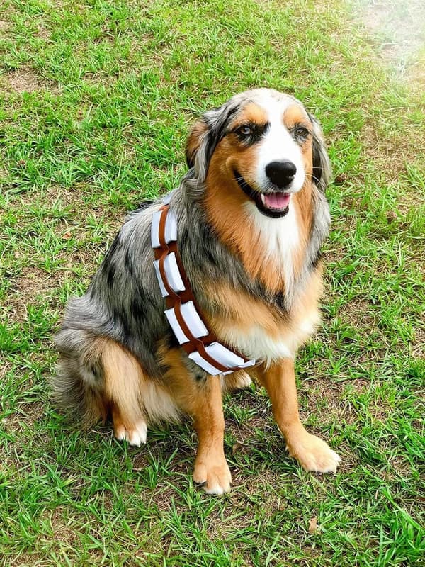 Halloween Dog Costume Utility Belt - Adjustable French Lab