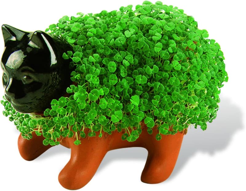 Chia Pet Kitten Planter Kit – Fun Growable Novelty Gift