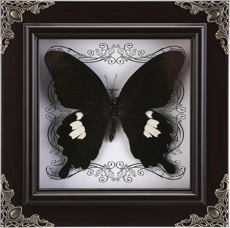 Framed Taxidermy Butterfly Shadow Box for Curiosities